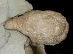 D Cystoid (Holocystites) Fossil - Indiana #17276-1